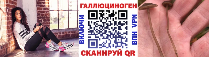 Псилоцибиновые грибы Cubensis  МЕГА вход  Александровское 